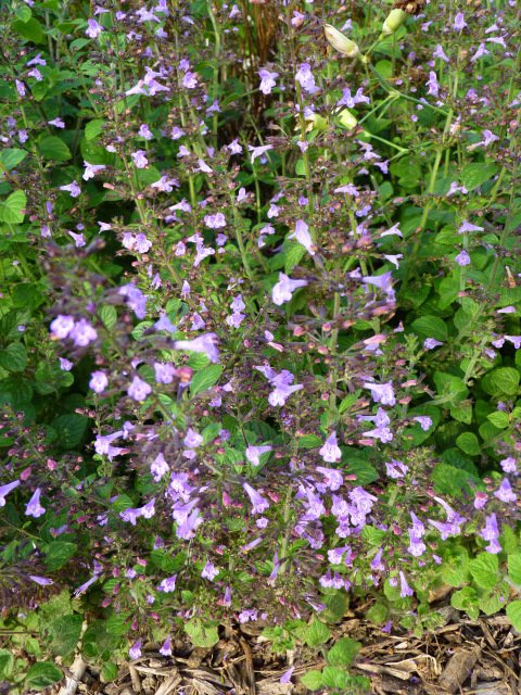 Calamintha sylvatica fleur